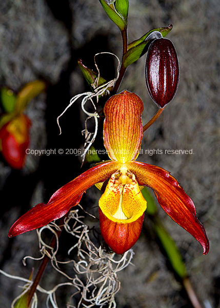 Slipper Orchid #2