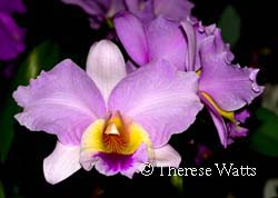 A variety of orchid flowers in different shapes, sizes, and colors