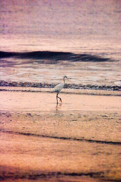 Strolling at Sunrise