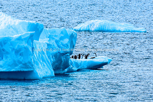 Party Boat - Gentoo Penguins