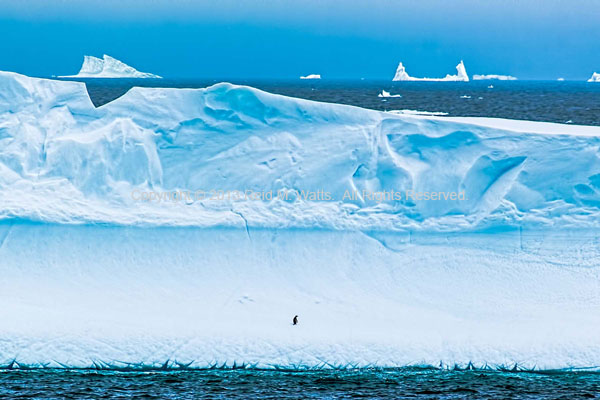 Banished - Gentoo Penguin