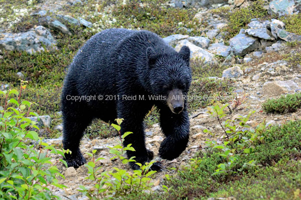 One Paw At A Time - Black Bear