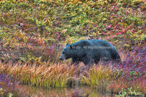 Unbearably Colorful - Black Bear