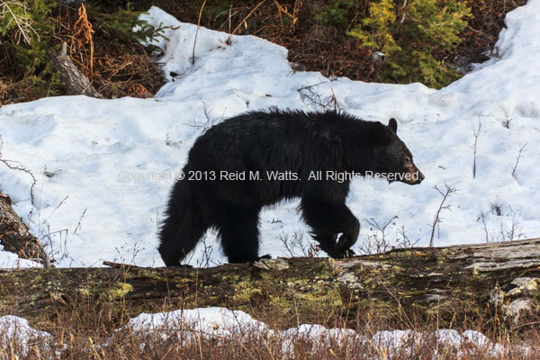 Spring Thaw - Black Bear