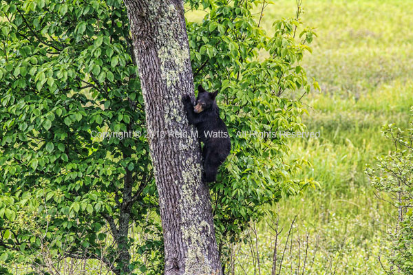 Look Out Below - Black Bear