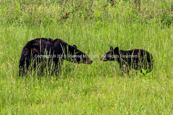 Come Give Mom A Kiss - Black Bears, Sow and Yearling