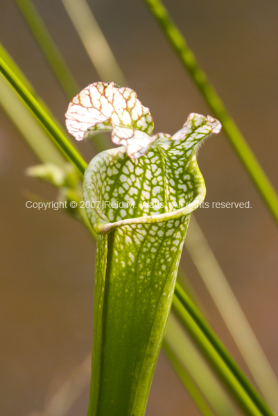 Tender Trap - Pitcher Plant