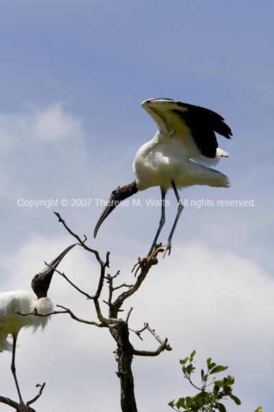 A Peck On The Beak - Wood Storks