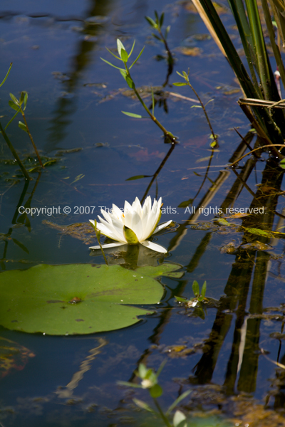 Natural Beauty - Water Lily