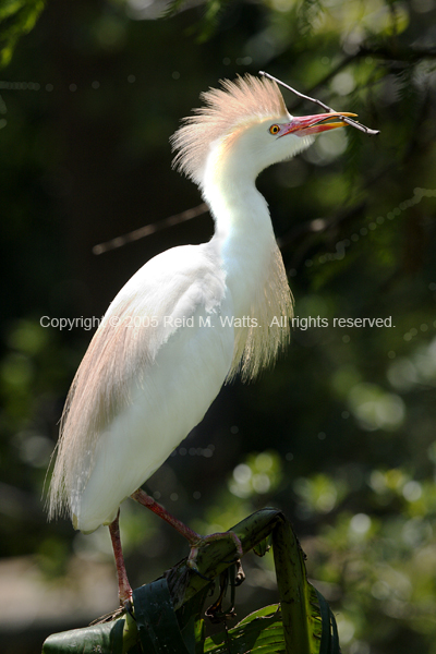 High Hopes - Cattle Egret