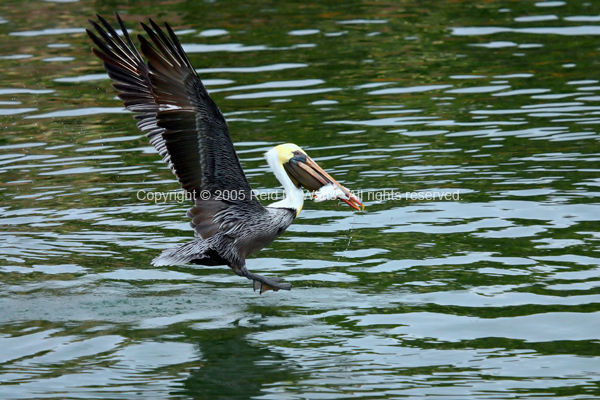 Time To Catch Some Lunch - Pelican