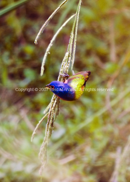 Male Painted Bunting