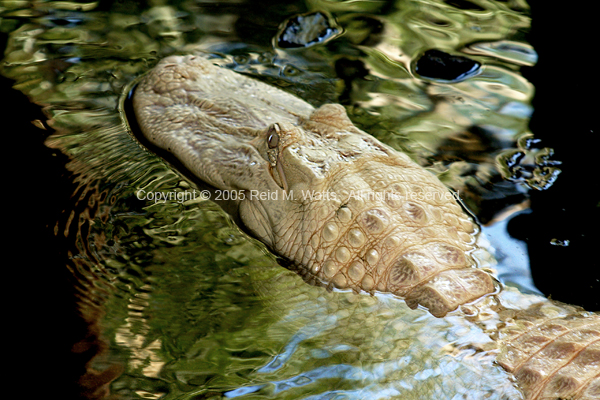 White Alligator