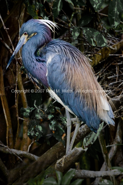 Sunday Best - Tri-colored Heron