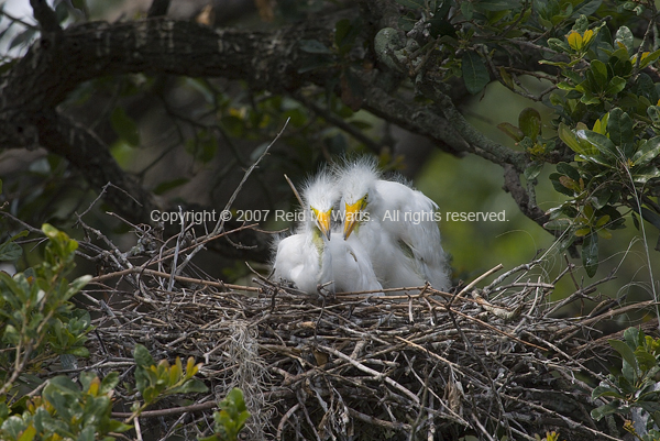 Smile - Baby Egrets