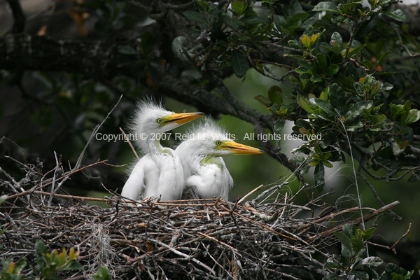 Waiting Patiently - Baby Egrets