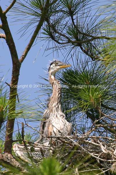 Baby Blue - Immature Blue Heron