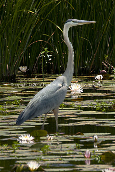 Big Blue - Great Blue Heron