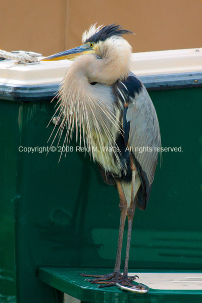 Ruffled Feathers, Great Blue Heron