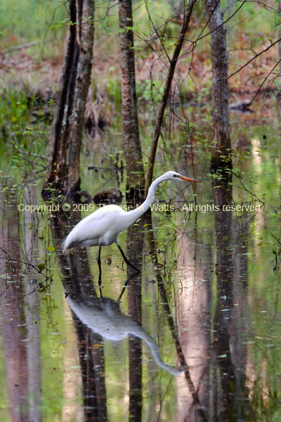 Swamp Stalker - Great Egret