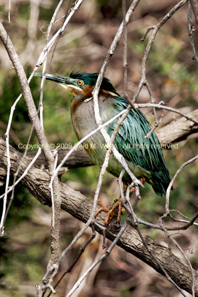 In The Sticks - Green Heron