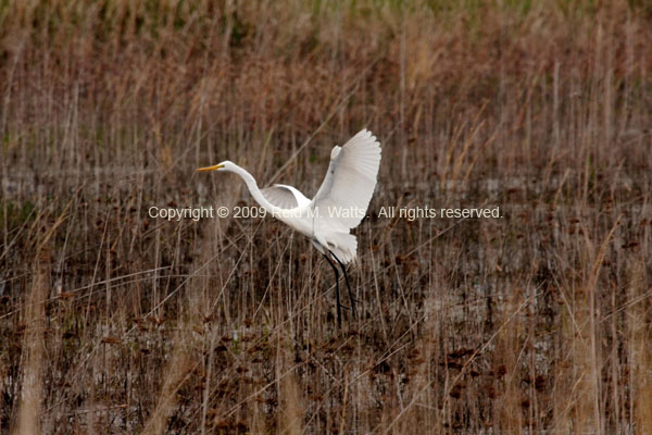 Take Off - Great Egret