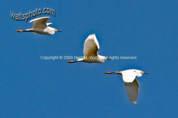 Slipstream - Snowy Egrets In Formation