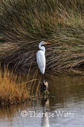 Great Egret