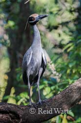 What's Up - Yellow-Crowned Night Heron