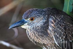 Monday's Child - Juvenile Yellow-Crowned Night Heron