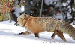 Mop Head - Red Fox