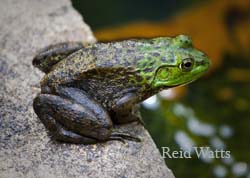 Going Green - Bullfrog