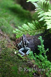 Waiting To Leap - Amazonian Poison Dart Frog