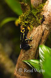 Dyeing Poison Frog