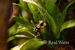 Bumblebee Poison Frog