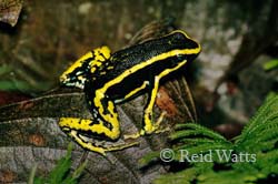 Jungle Gem - Amazonian Poison Dart Frog