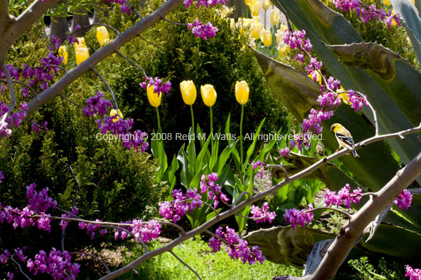 Gold Finch In The Tulip Garden