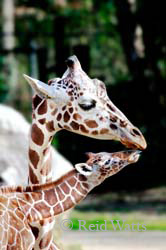 A Kiss For Mom (Mother and 11 day old baby boy)