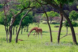 Underneath The Arches - Giraffe