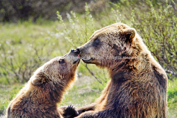 Alaskan Spring