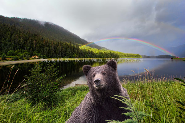 Under The Rainbow - Young Brown Bear