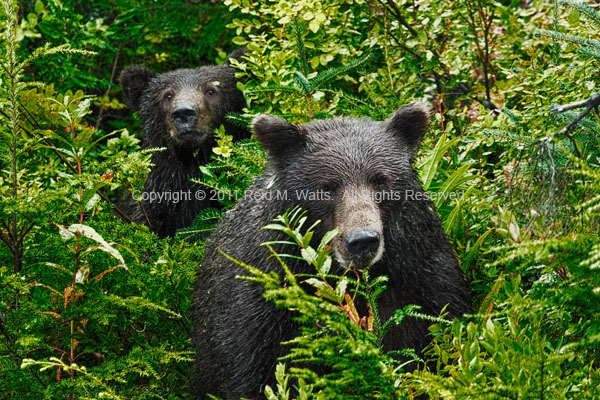 Pop Up Bears - Grizzly Sow with Yearling