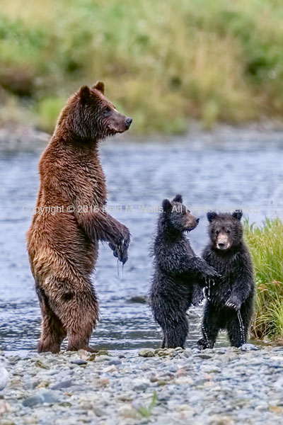 Standing At Attention - Brown Bear with Cubs