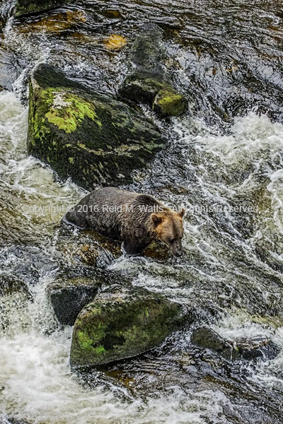 Whitewater Fishing - Brown Bear