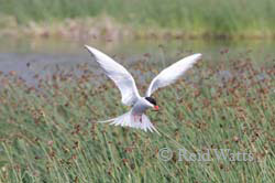 Arctic Tern in flight