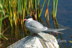 Arctic Tern (mom)