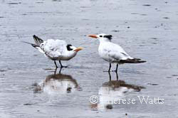 Royal Terns