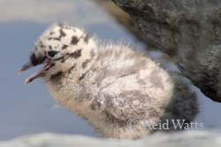 Mew Gull Chick, Alaska