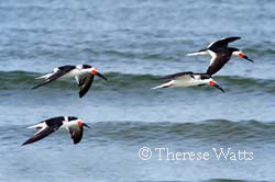 Black Skimmers