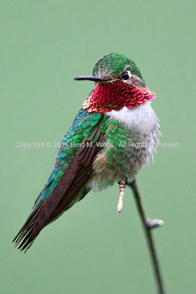 The Look Of Love - Broad-Tailed Hummingbird